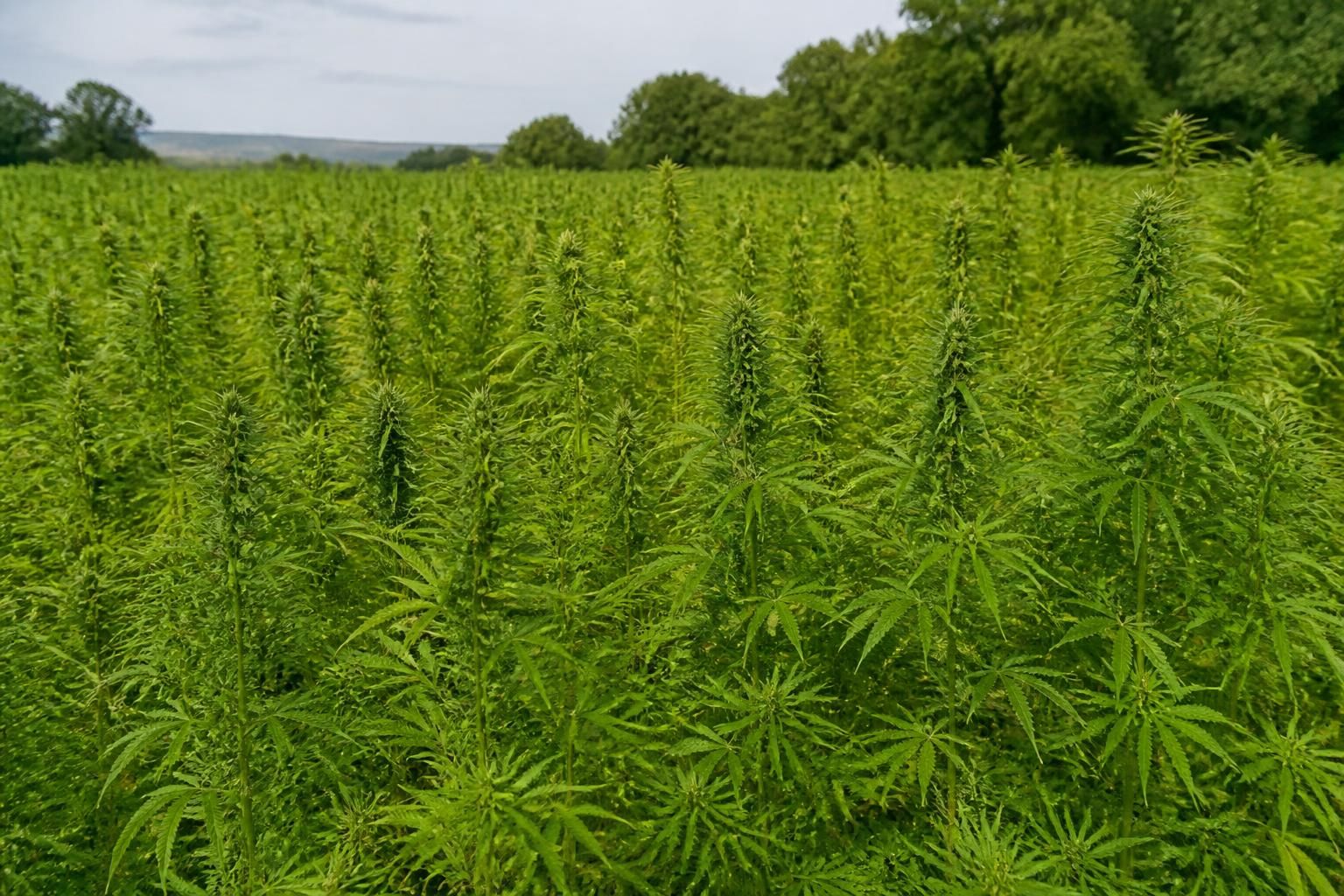 découvrez le cbd artisanal, une alternative naturelle qui privilégie la qualité et l'authenticité, loin des produits chimiques agressifs pour votre bien-être.
