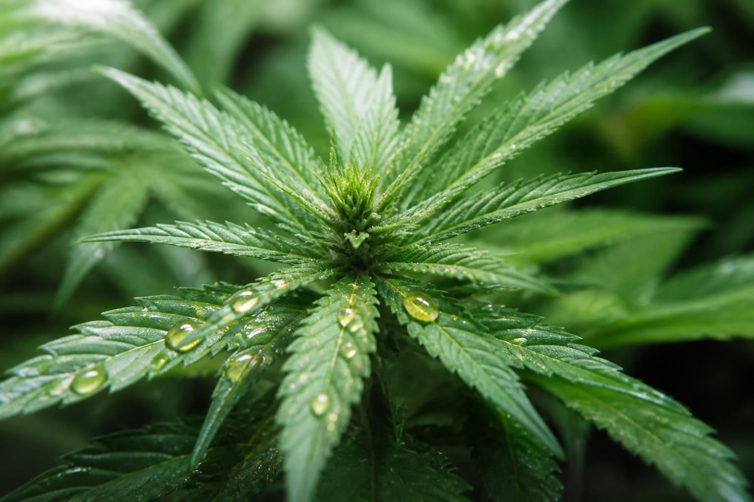 découvrez comment le cbd peut soulager la douleur naturellement, ses bienfaits, son utilisation efficace et ce que vous devez savoir avant de l'adopter.