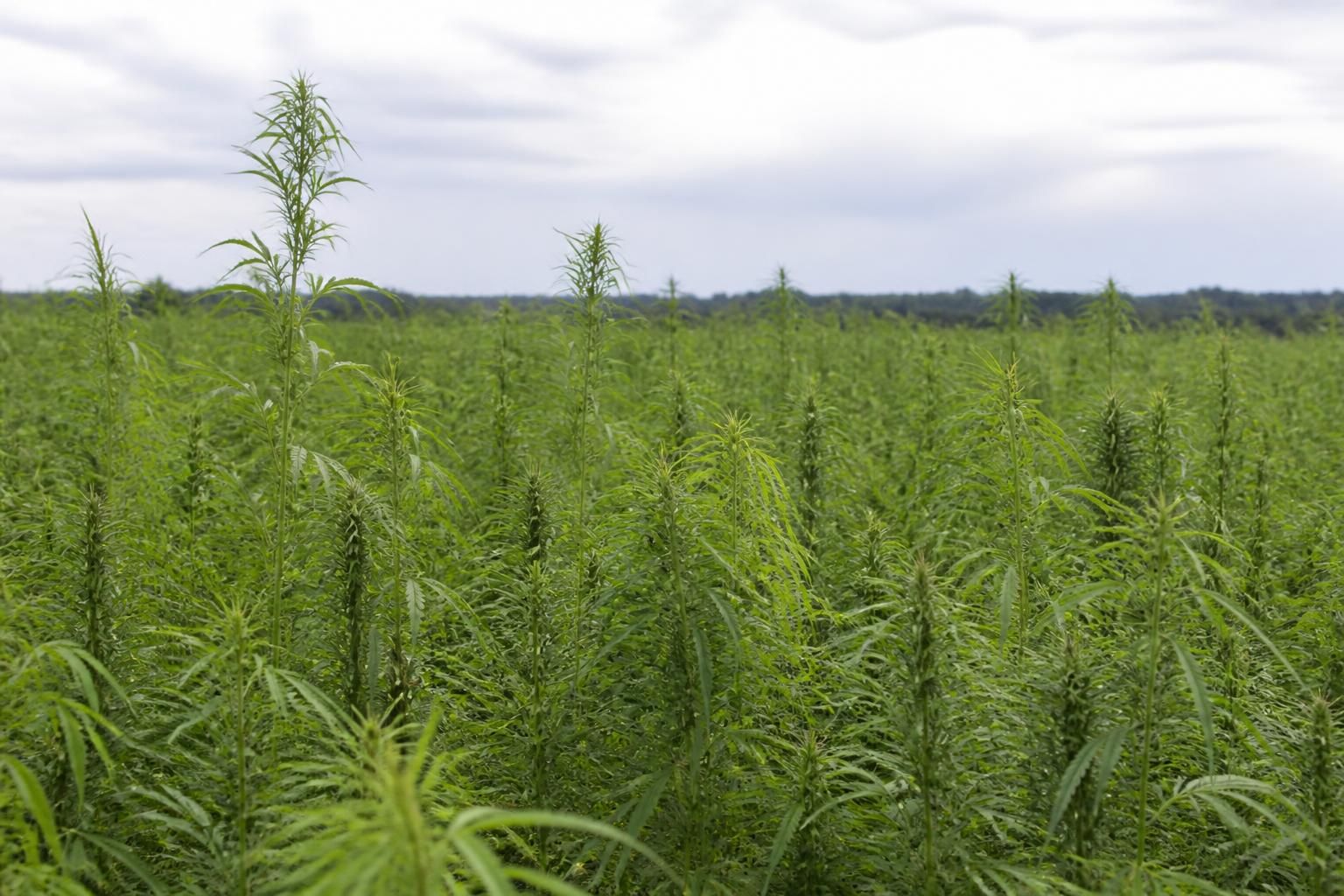 découvrez la vérité derrière le cbd naturel issu du chanvre européen : mythe ou réalité ? explorez ses bienfaits, sa qualité et ce qu'il faut savoir avant d'acheter.